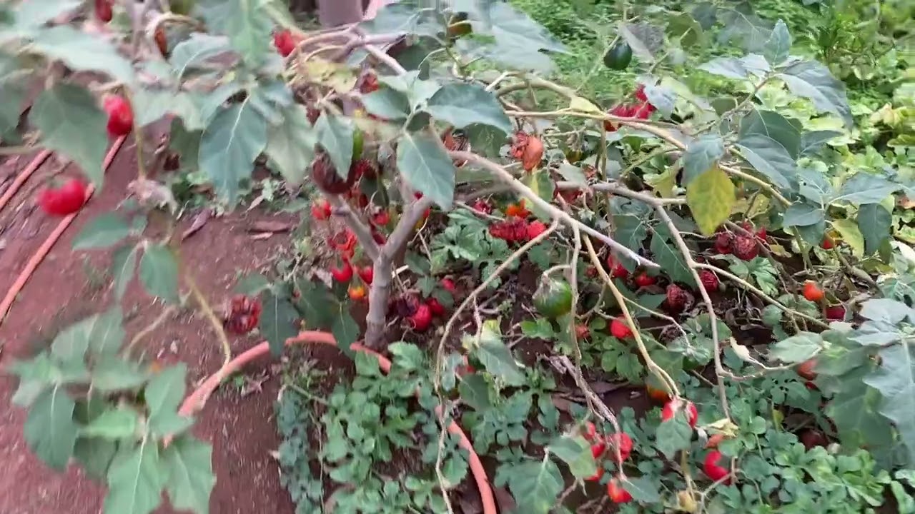 Uma maravilhosa tarde aqui na roça 