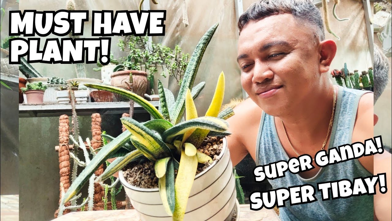 GASTERIA PLANTS CARE & PROPAGATIONS | MUST HAVE HARDY SUCCULENTS