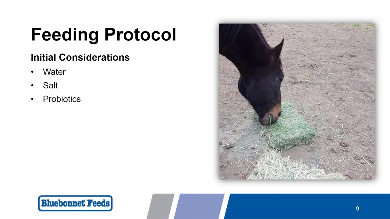 Re-Feeding Starved Horses by Stride Animal Health & Bluebonnet Feeds