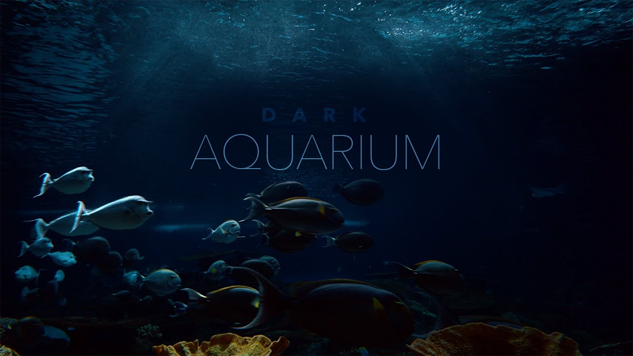 Underwater Ocean Sounds • Dark Aquarium Ambience • Incredibly Immersive