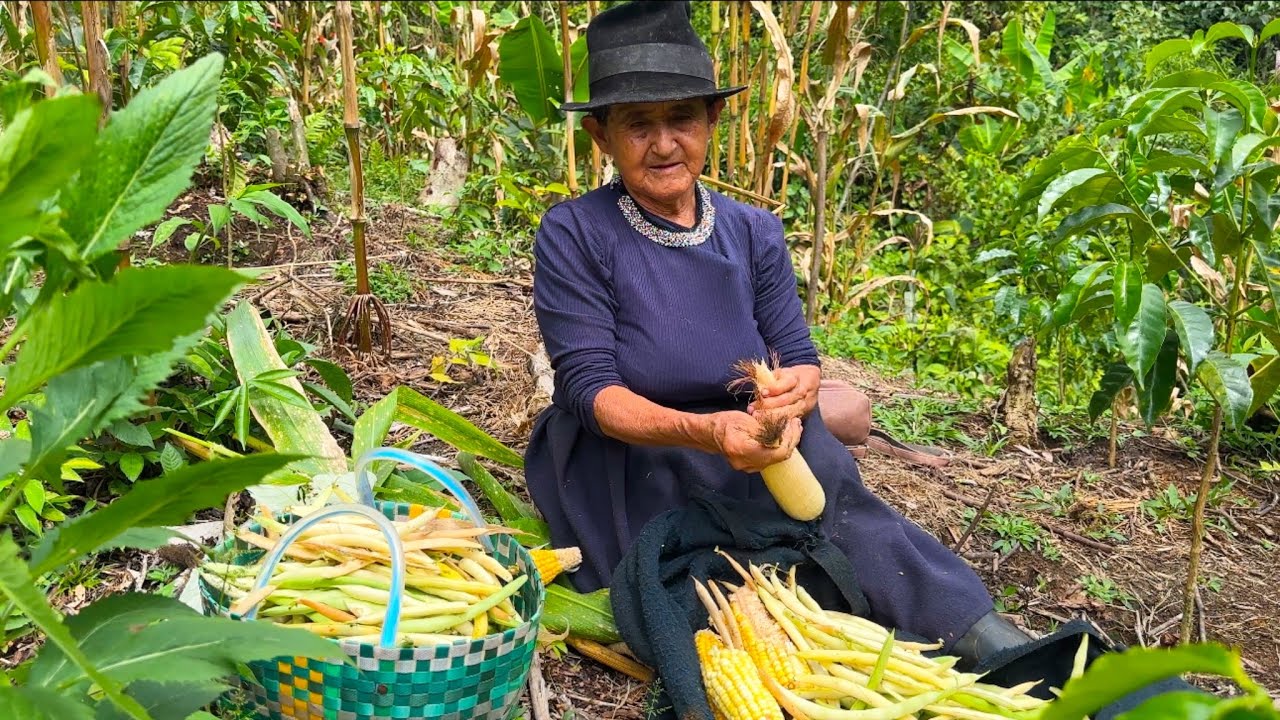 La mejor cosecha de POROTOS que tuve en el año