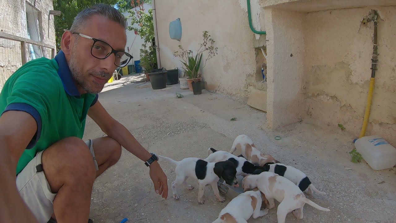 🇮🇹PASSIONE: PRIMO SVEZZAMENTO CUCCIOLI 35 GG- PASSIONE POINTER