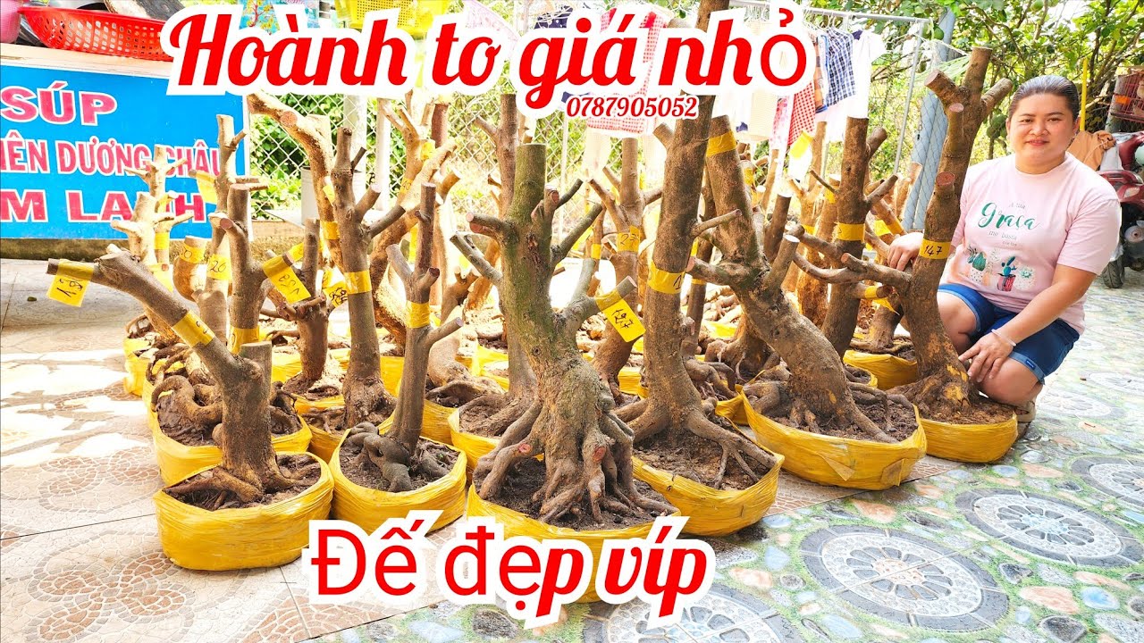 Mùng 5 Tết Chị Diễm 0787905052 phôi mai giảo đẹp hoành to giá nhỏ|MaivàngThanhTâm