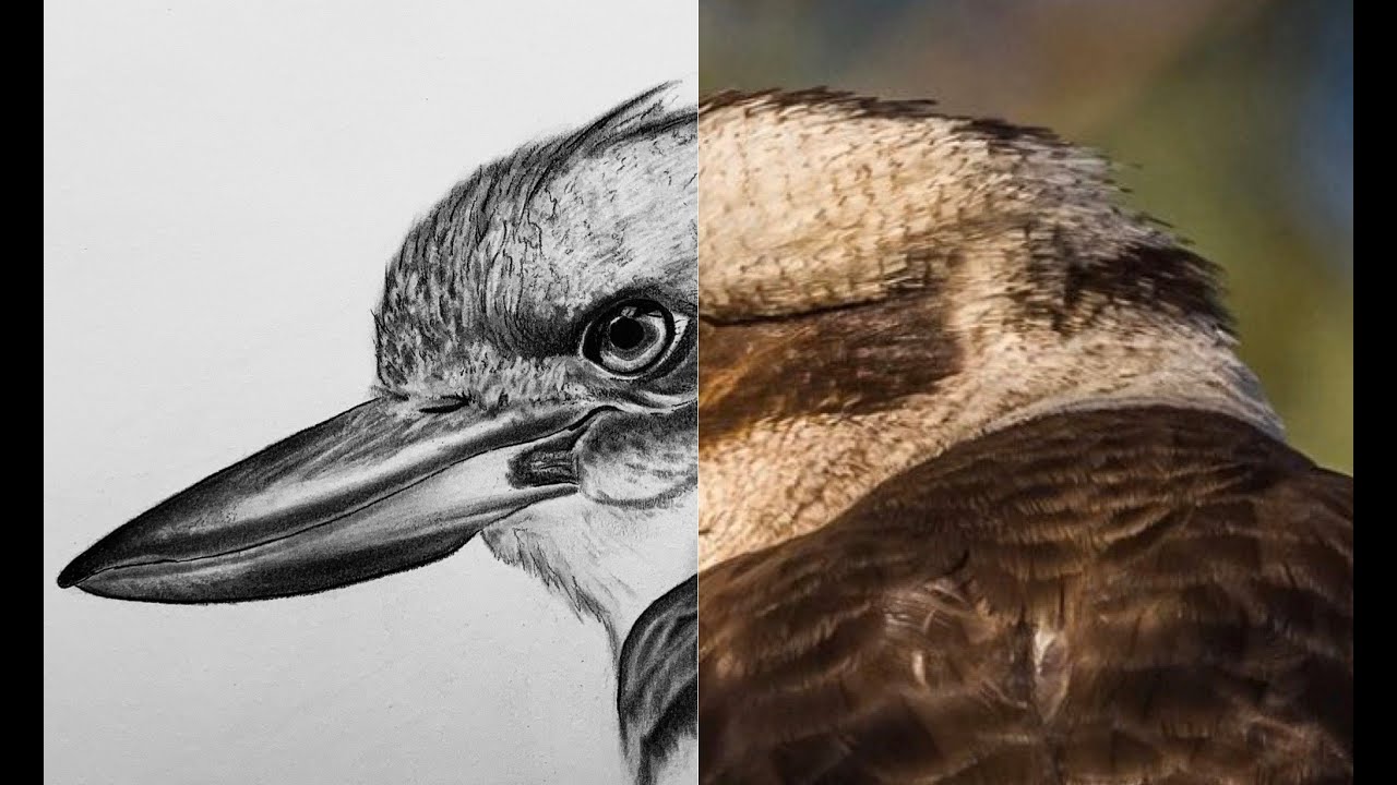 How to Draw a Bird | Step by Step Tutorial