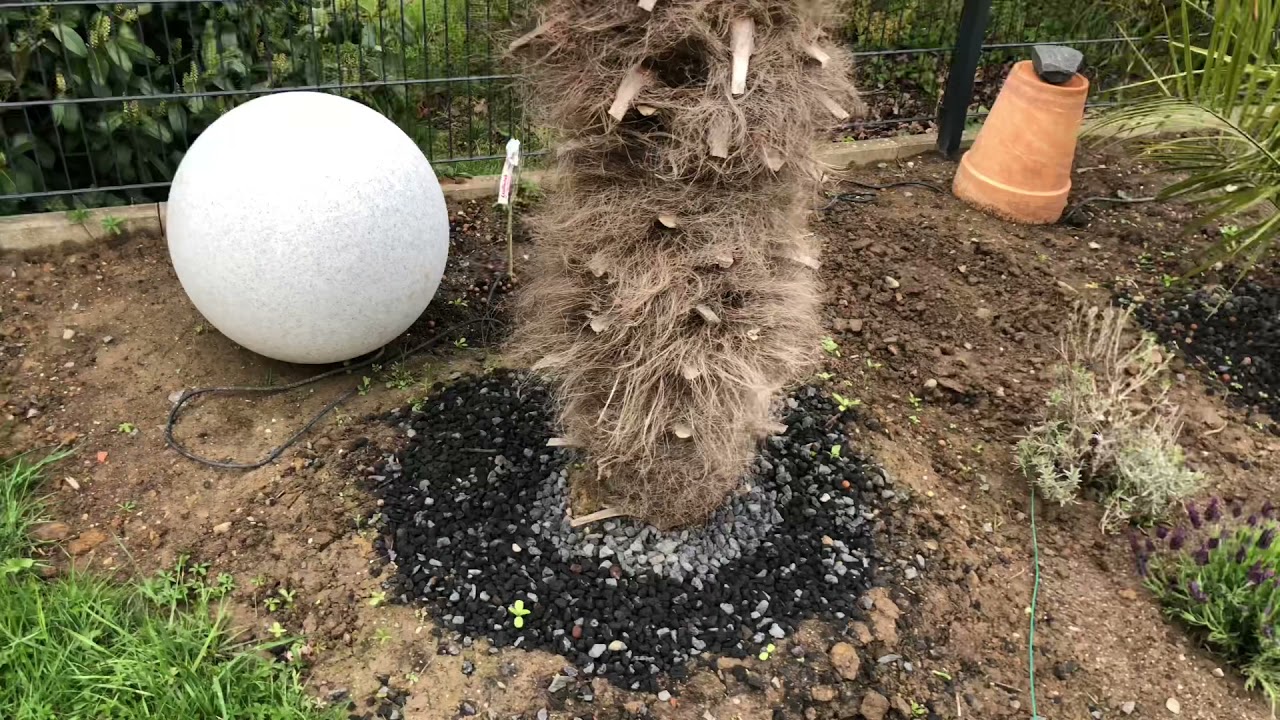 Hanfpalme Frostschäden was tun? Update