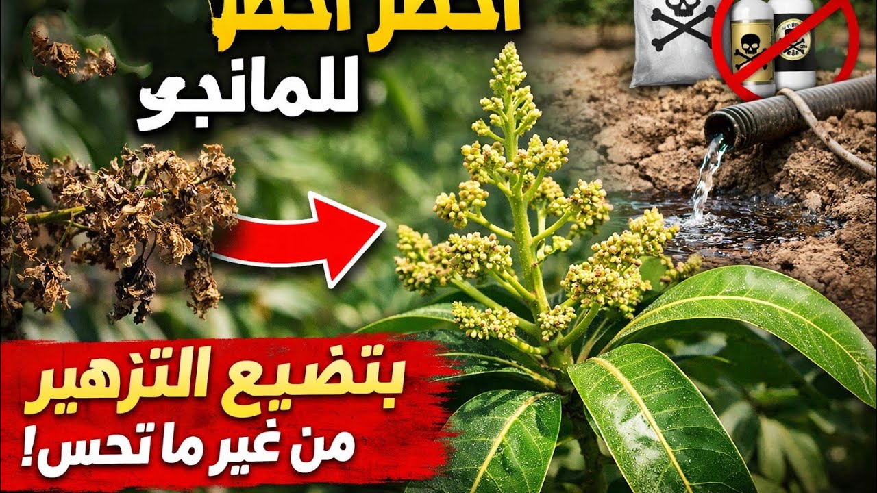 اخطر اخطاء مزارعي المانجو في شهر فبراير | السبب الحقيقي لفشل التزهير وضعف المحصول