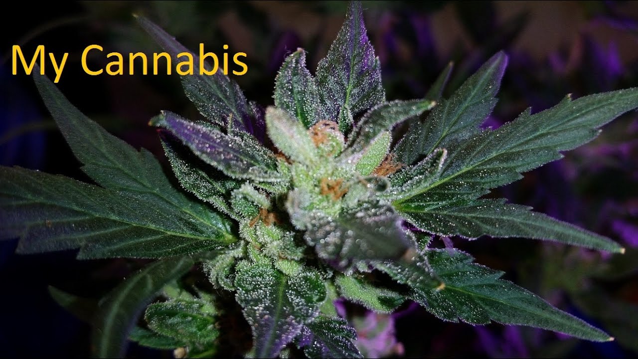 Saving Cannabis Clones - ionic silver, CO2, fungus, mold, spider mites, and soil bugs