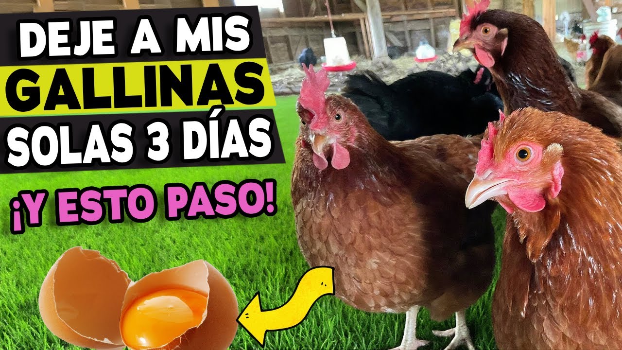 Dejé a mis GALLINAS SOLAS por 3 Días y NO puedo creer lo que encontré al regresar