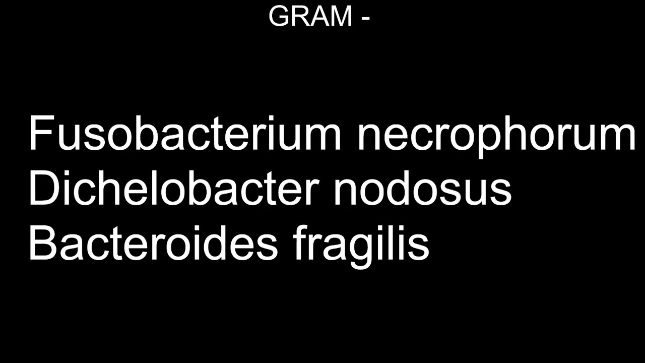 Bacteriología Veterinaria, Gram -, Bacterias anaerobias estrictas no esporuladoras