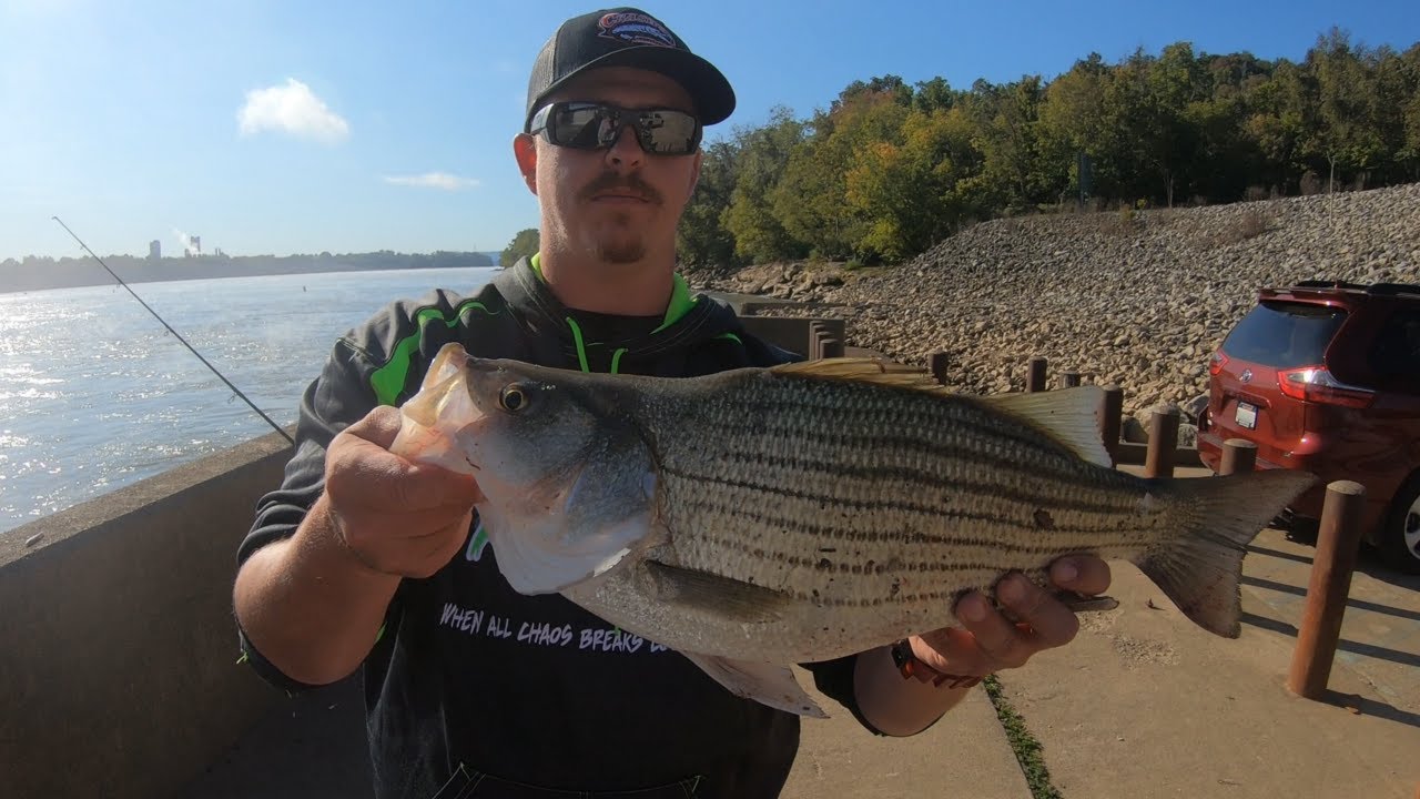 LAYING THE SMACKDOWN ON SOME OHIO RIVER HYBRID STRIPED BASS!