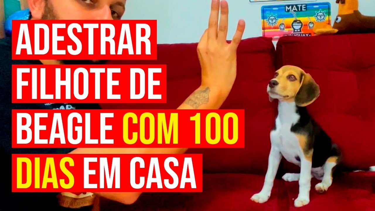 Adestrando filhote de cachorro beagle com 100 dias