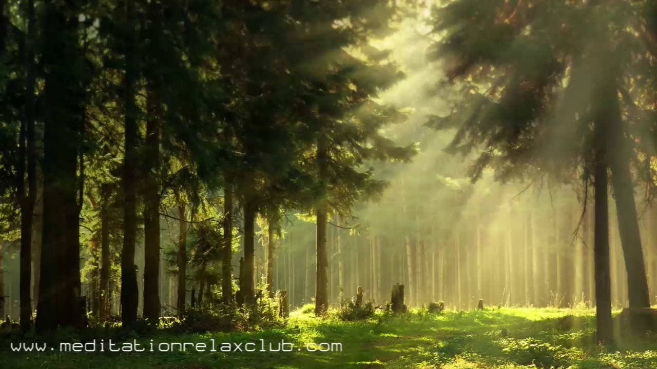 Noise Cancelling: Sound Masking, White Noise, Nature Sounds & Background Ambient Music