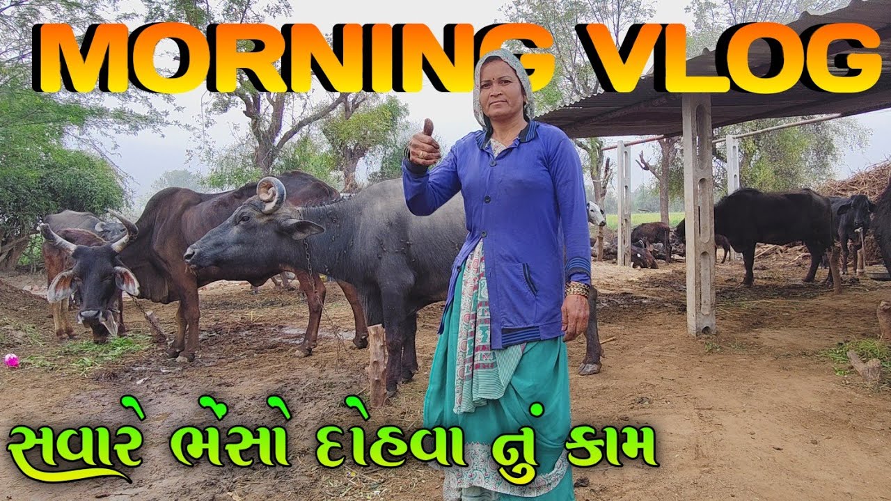સવારે ભેંસો દોહવા નું કામ || MORNING VLOG ||