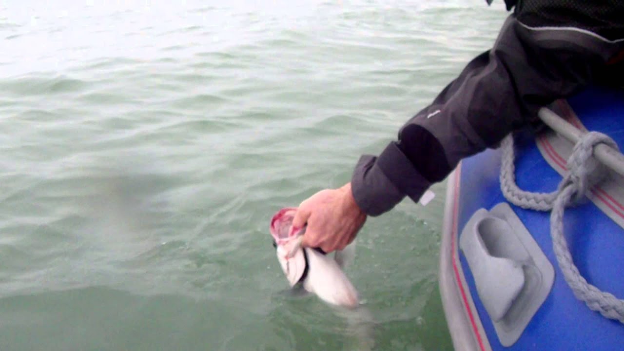 Octobre 2012 : p&ecirc;che au bar en bateau, Normandie, HD 1080
