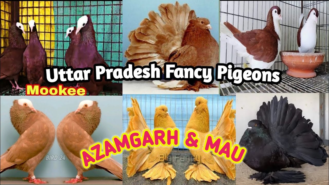 Lahore Shirazi, Fantail pigeon, Red mookki, UP 54 Mau &Azamgarh Fancy Pigeons Video || #fancypigeon