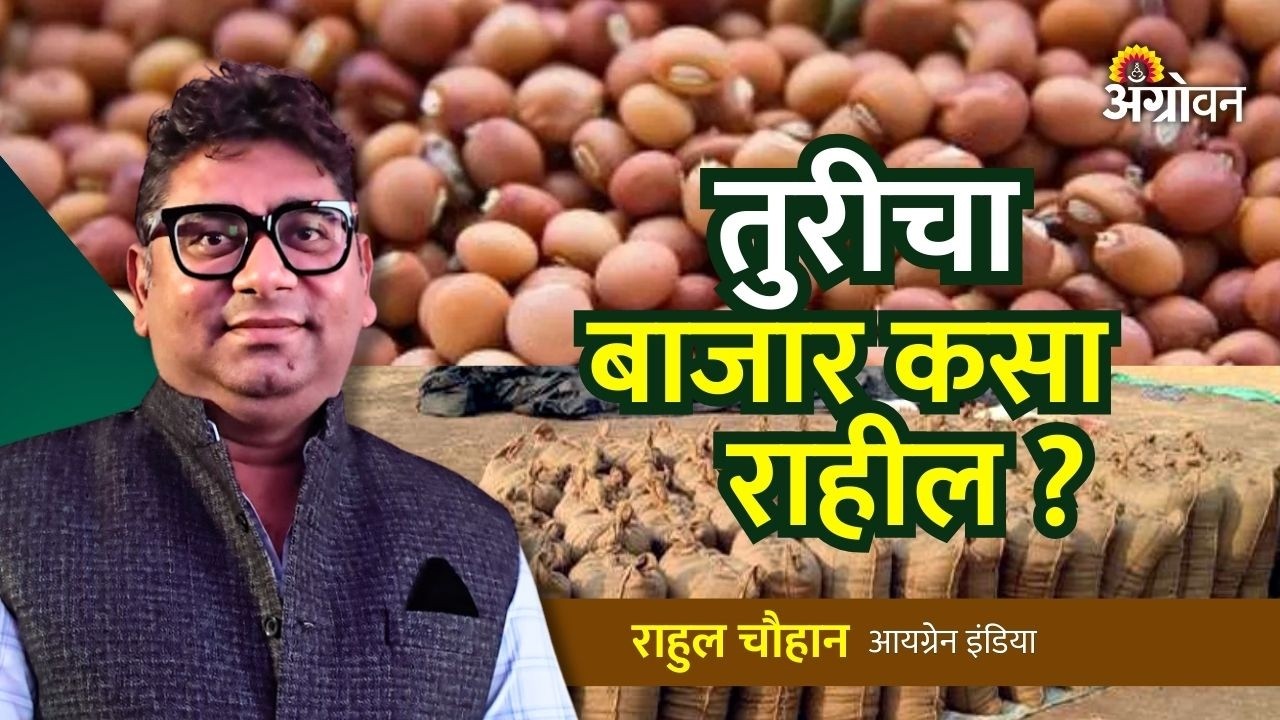 Tur Market : तुरीची आयात वाढून भाव कमी होतील का? | Tuar Rates | Agrowon