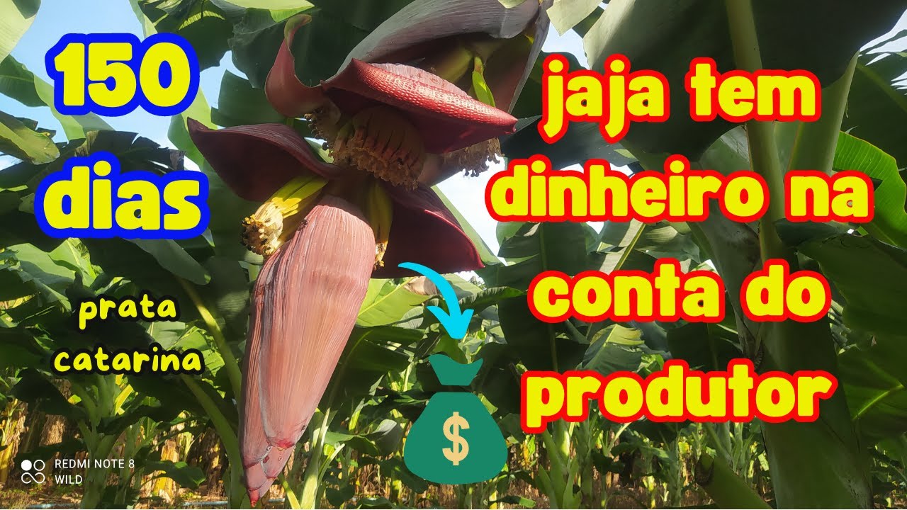 primeiros cachos com apenas 150 dias, banana prata catarina