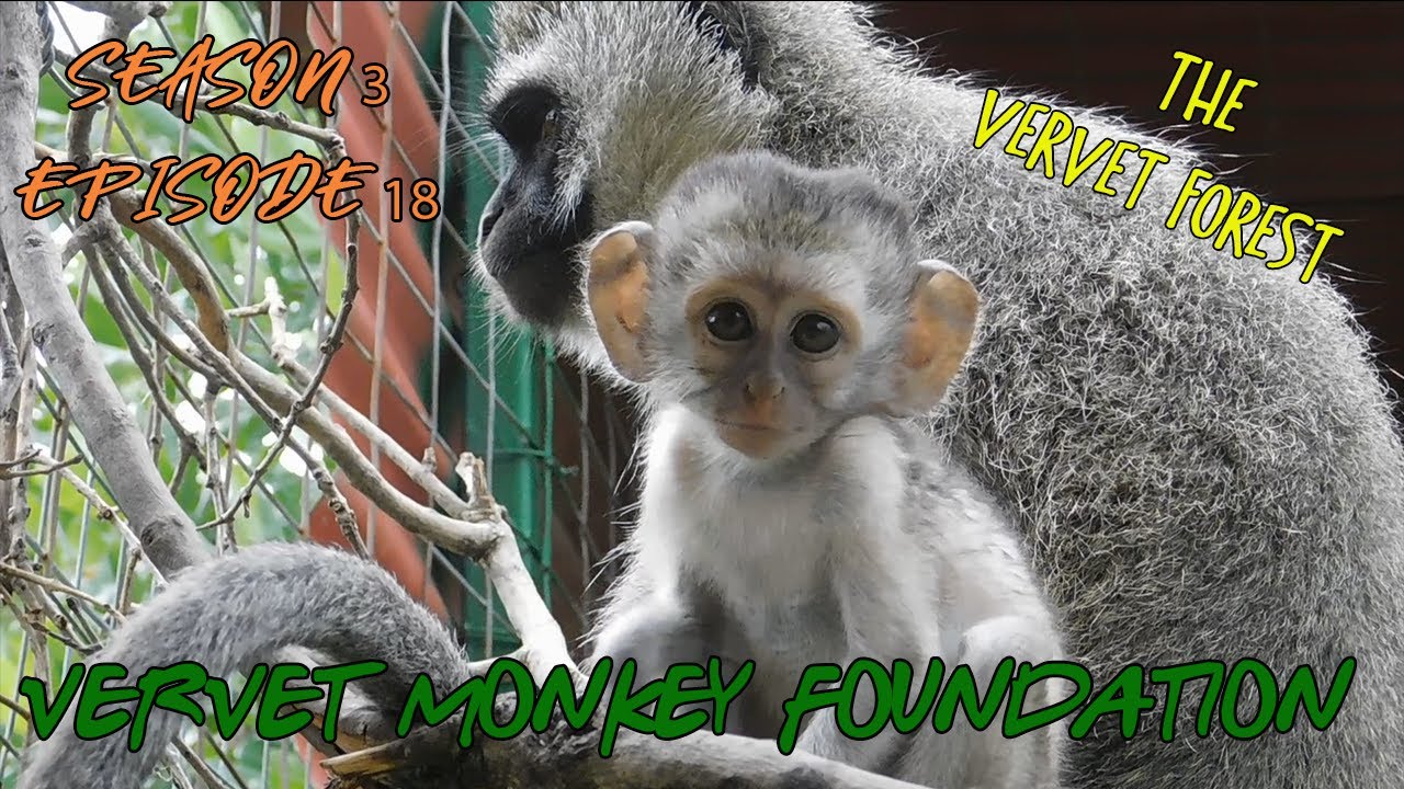 Bipedal #babymonkey Barney, #orphanbaby monkey Dobby left behind, introductions -  season3 Ep18