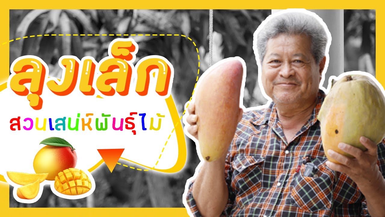 มะม่วงพันธุ์แปลกส่งออกกว่า 100 สายพันธ์ุ สวนลุงเล็ก ไทรน้อย| สวนกระแส