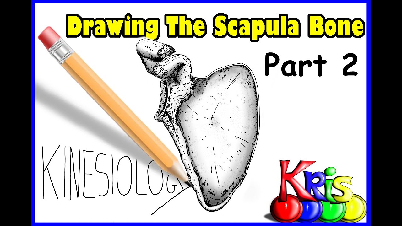 Drawing the Scapula Bone, Anterior view, part 2 of 2 || By: Kinesiology Kris