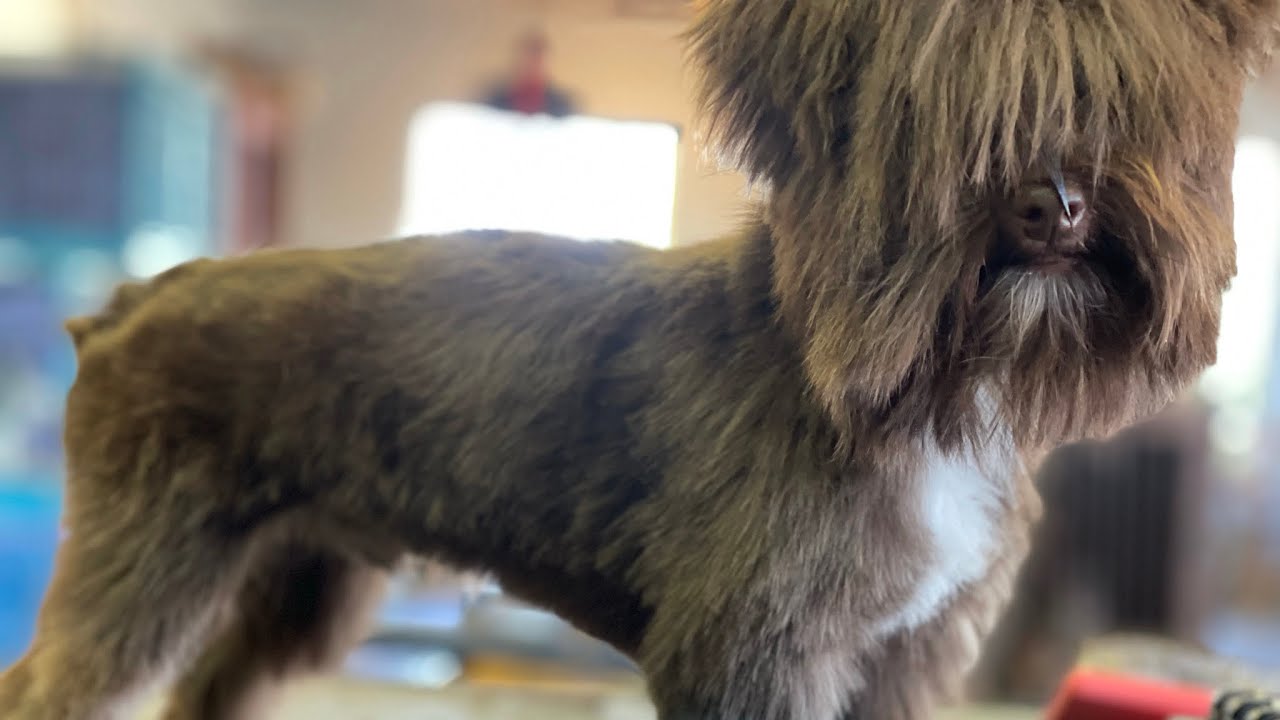 Shepherd the chocolate Yorkie | Graffiti Grooming