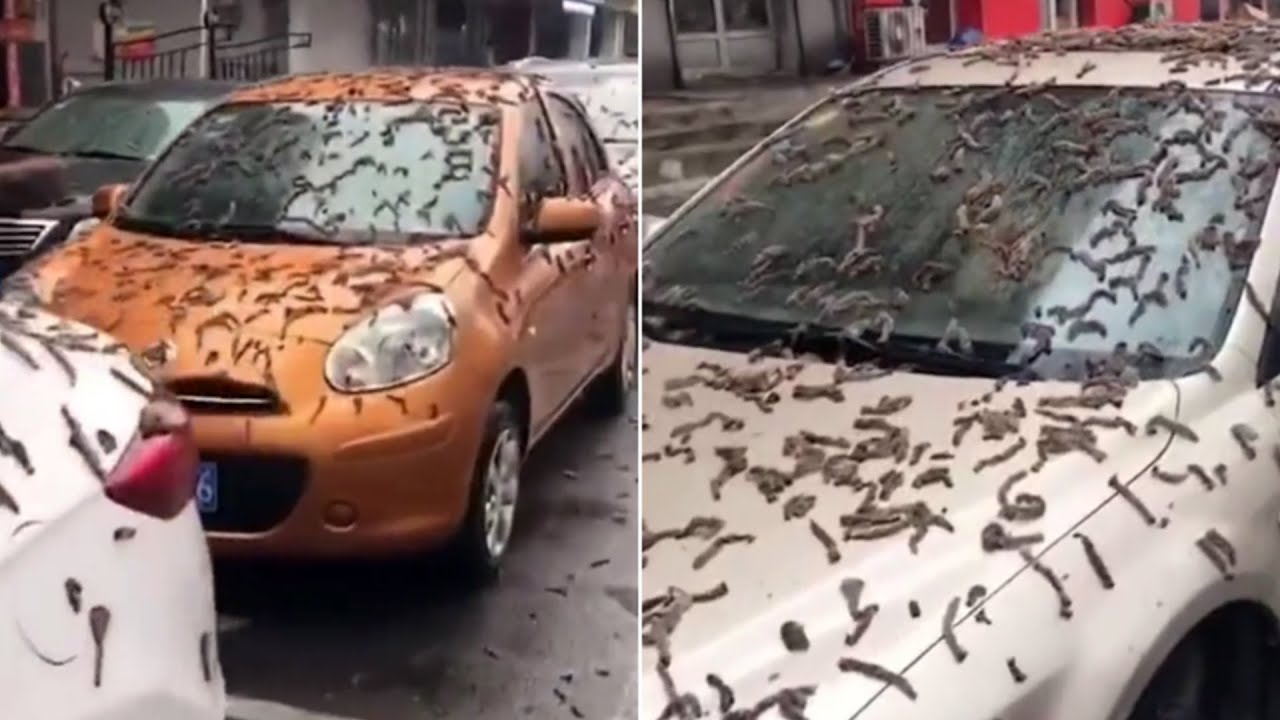 'Worm rain' in China? Video from a Chinese city goes viral