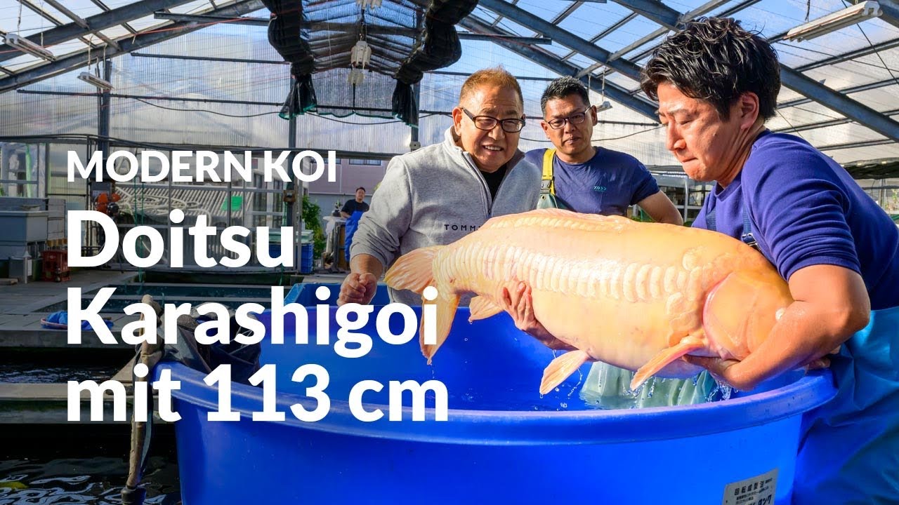 Die riesen Koi aus Komori | Modern Koi Blog Japan #7799