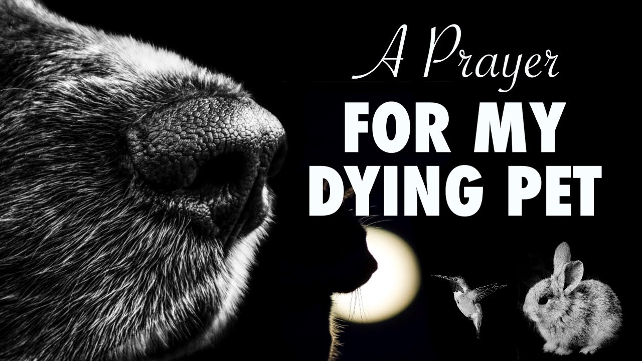 A Prayer For My Dying Pet