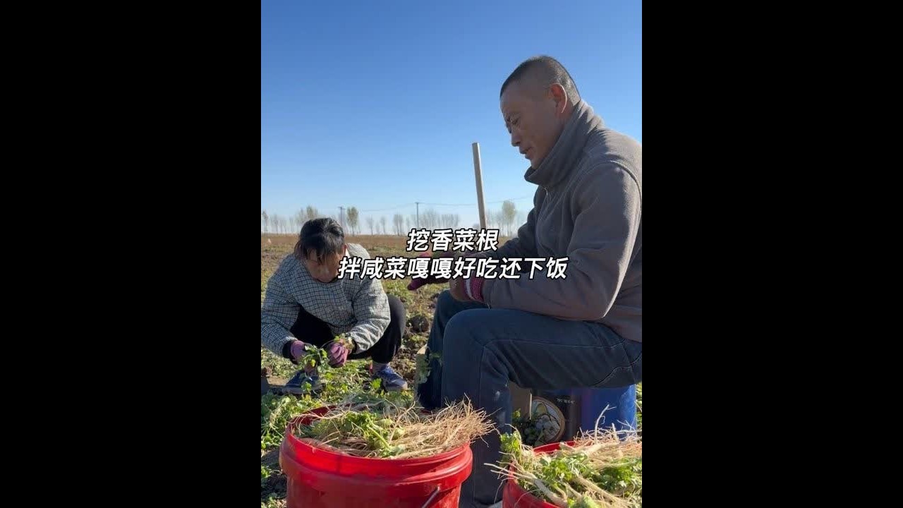 今天我们又去挖香菜根了～这玩意拌咸菜嘎嘎好吃还下饭！马上就要上冻了就不能挖啦 这次挖点存着慢慢吃 #青年创作者成长计划 #农村的冬天就是闲不住 #多少东北孩子惦记这一口 #vlog十亿流量扶持计划