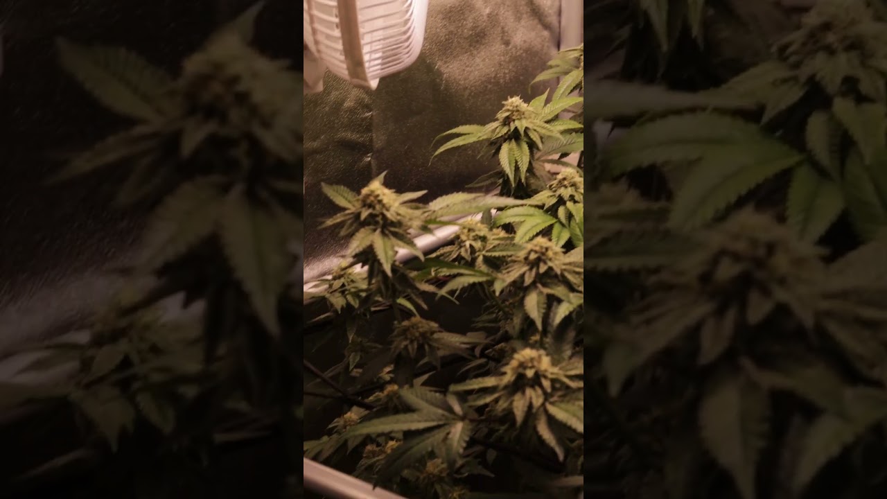 Platinum OG, mini grow.