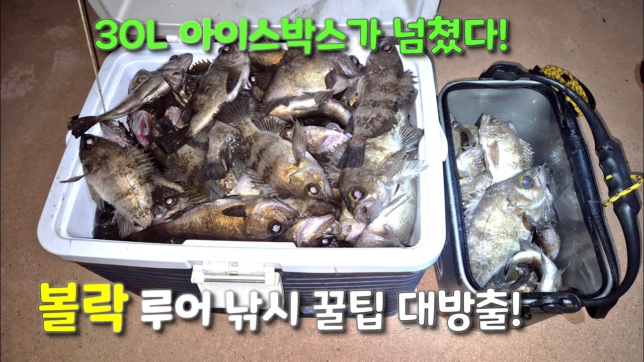 볼락 루어 실전에 도움이 될만한 꿀팁들로 준비해봤습니다