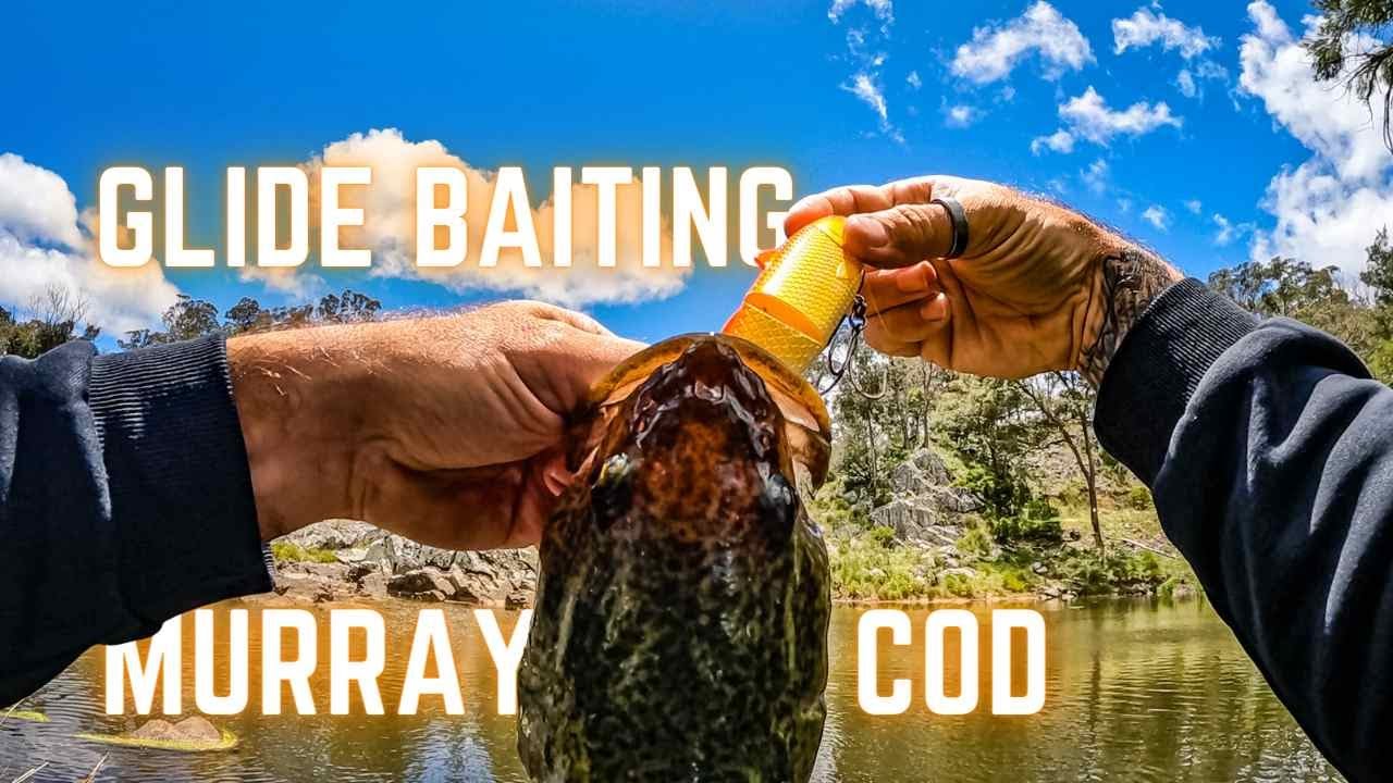 The Murray cod Glide bait that everyone needs! Fishing Tips.