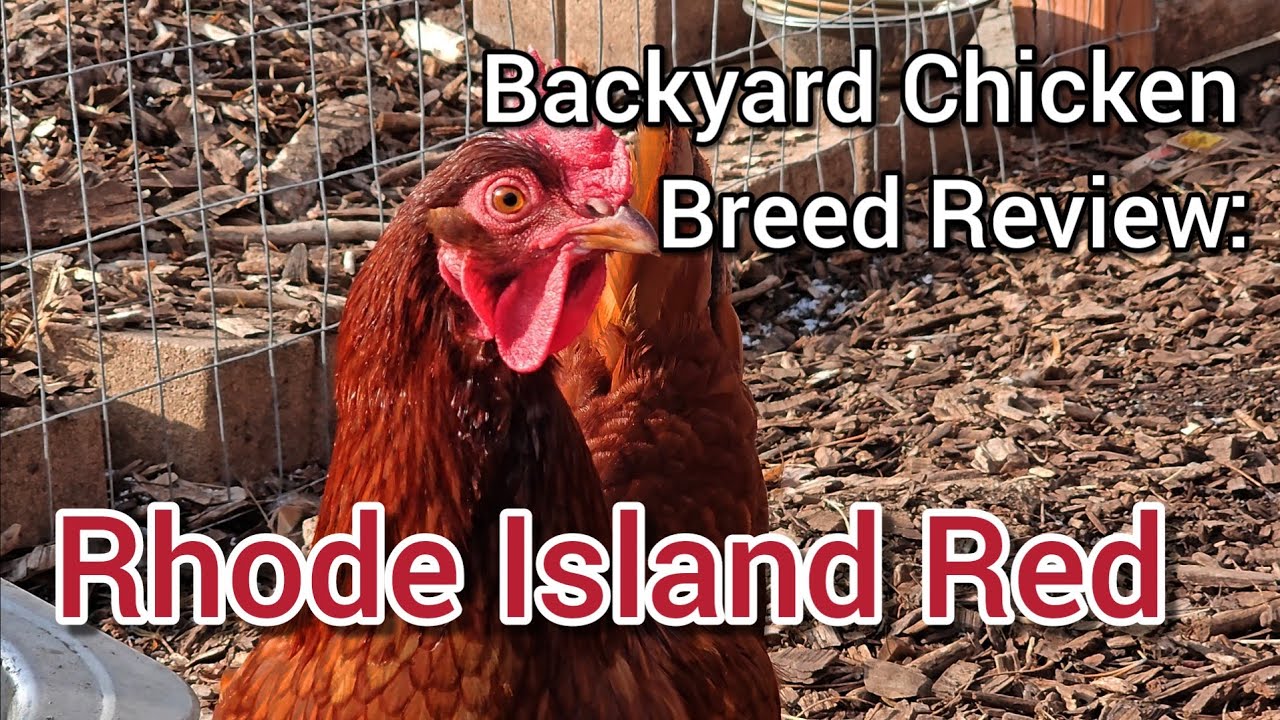 Backyard Chicken Breed Review: Rhode Island Red Hens