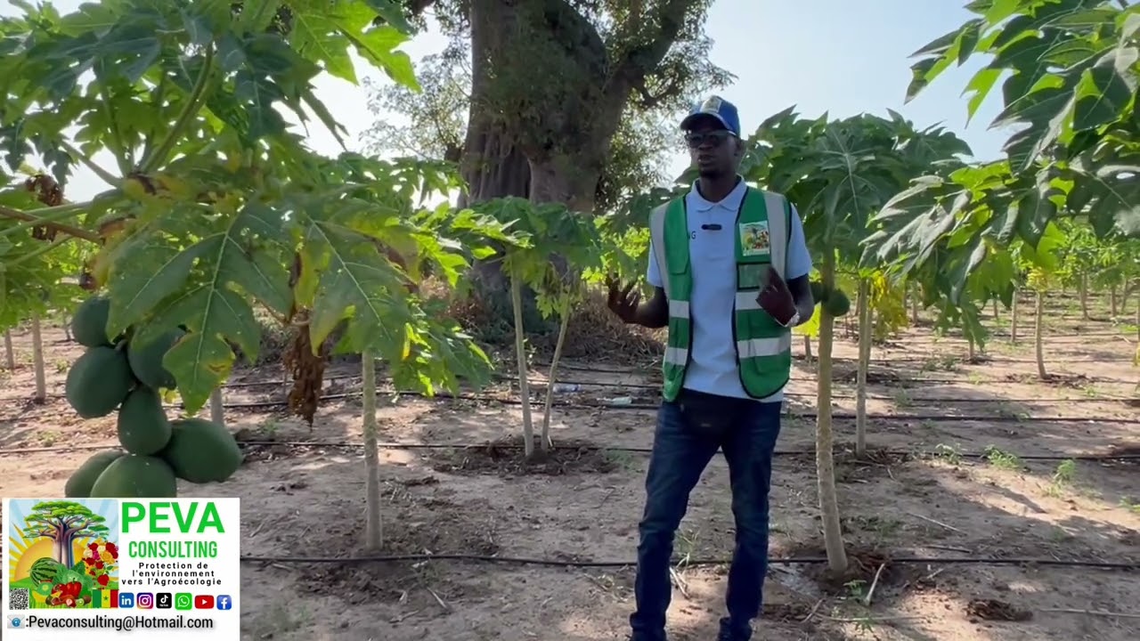 Comment Reussir la production de papaye apres les attaques et maladies