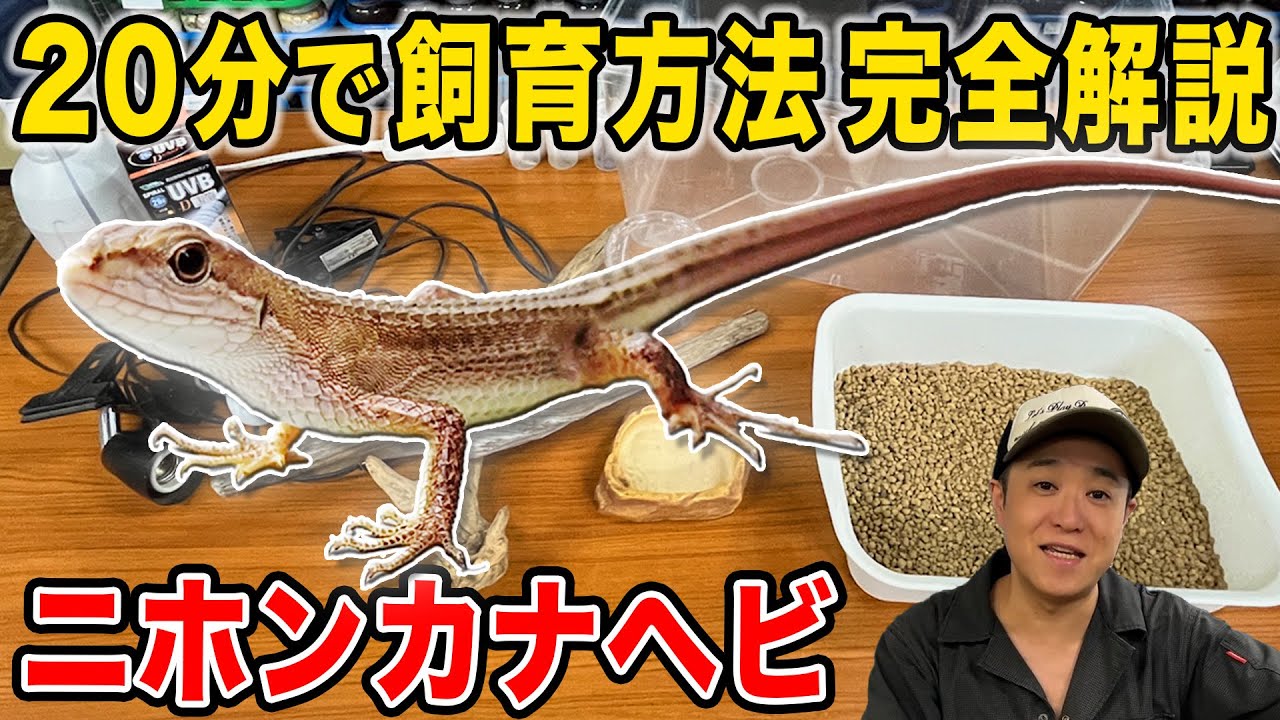 【トカゲ飼育方法】を道具、餌、オスメスの見分け方、繁殖、卵管理まで全て解説！(日本カナヘビ)