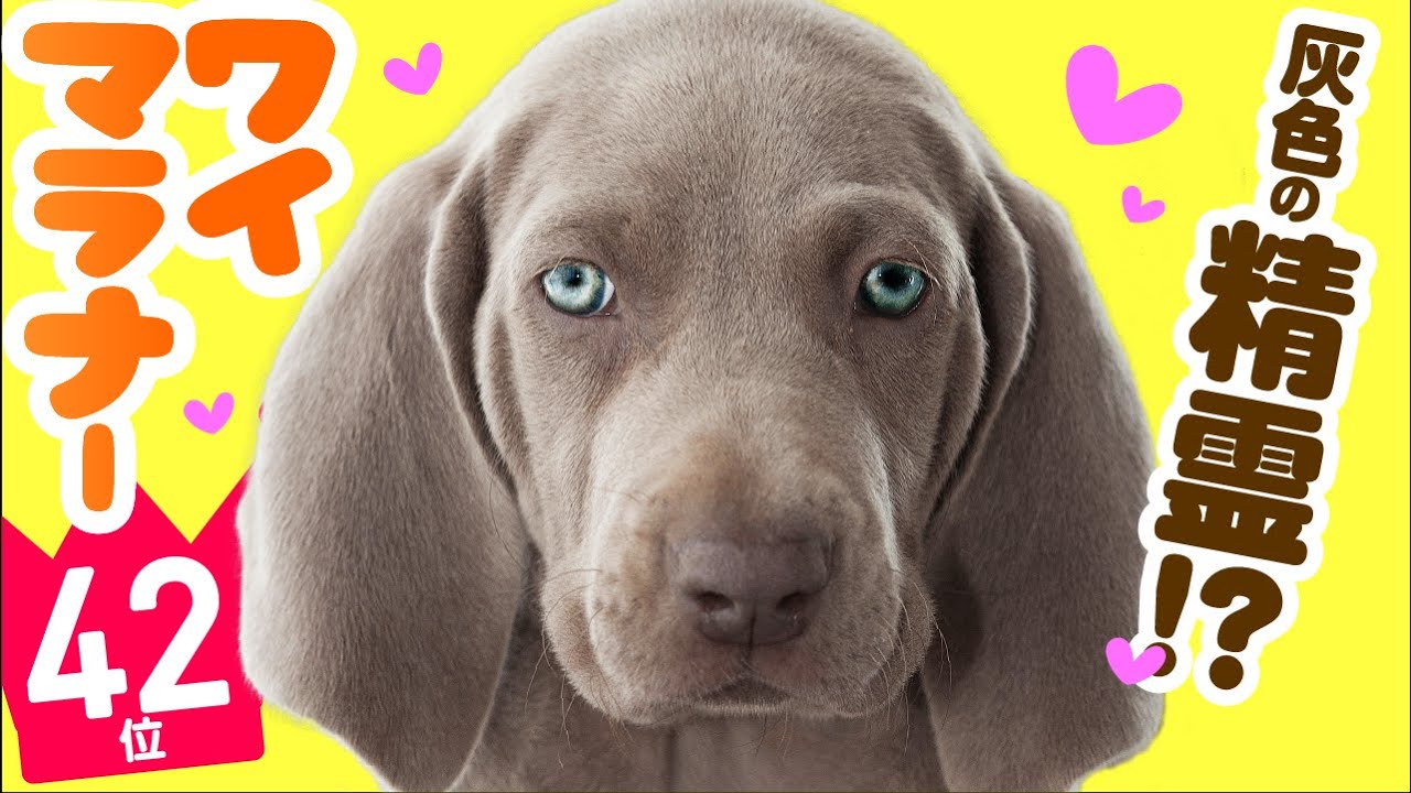 [Русские субтитры] #42 Веймаранер ❤️ ТОП 100 милых пород собак видео