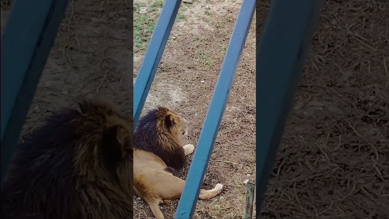 جولة في حديقة الحيوانات 🦁🐻  بن عكنون 