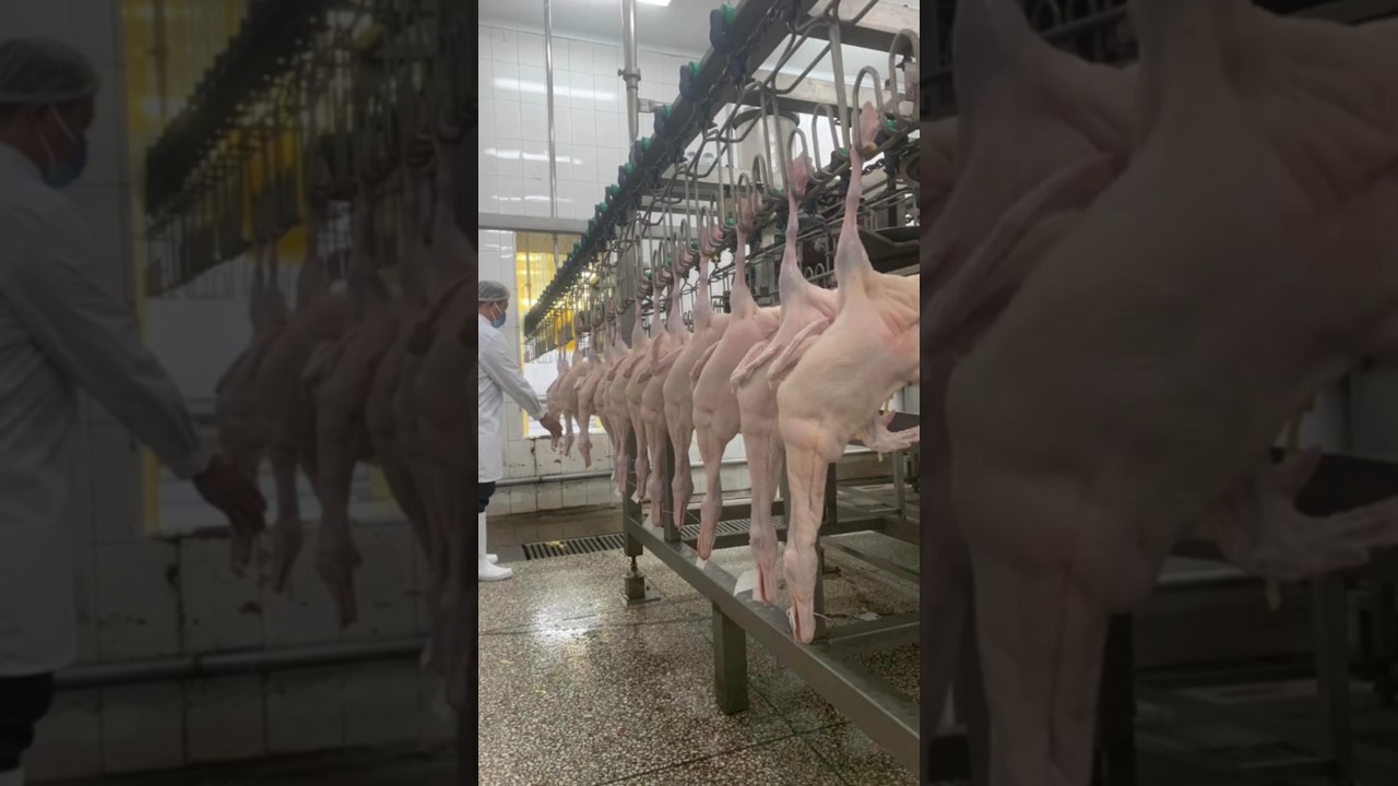 LA CARNE DE PATO: EL SECRETO M&Aacute;S CODICIADO DE CHINA