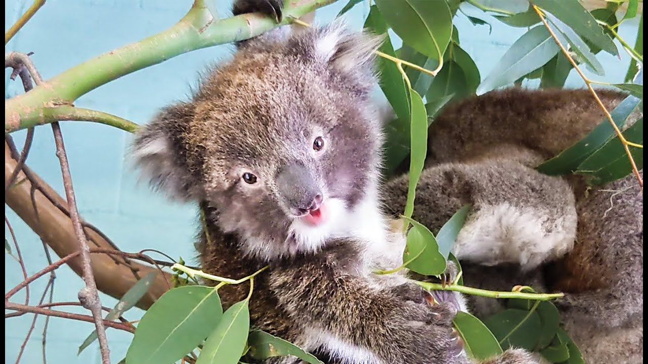 Surprising a Koala Hospital with $$$$ 🐨 Volunteering Day in the Life