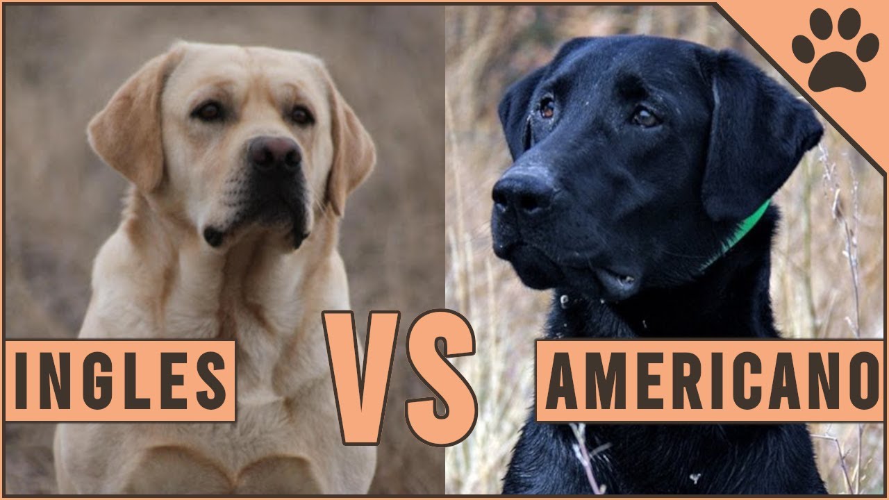 Labrador Inglés y el Labrador Americano | Perros Mundo