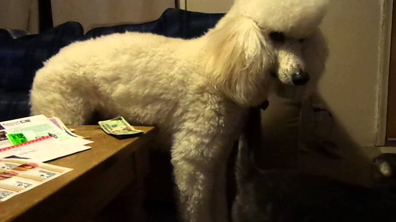 Standard Poodle First Signs of Bloat