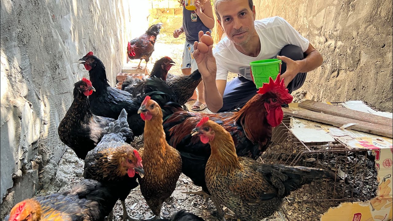 تربية الدجاج مليانة خير وفوايد🐓🪺 بيض وأكل وكتاكيت 🐔 يا أهل الخبرة لا تحرمونا من نصايحكم 🙏😊