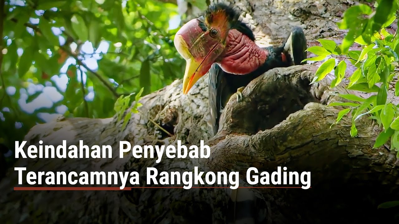 Keindahan Penyebab Terancamnya Rangkong Gading