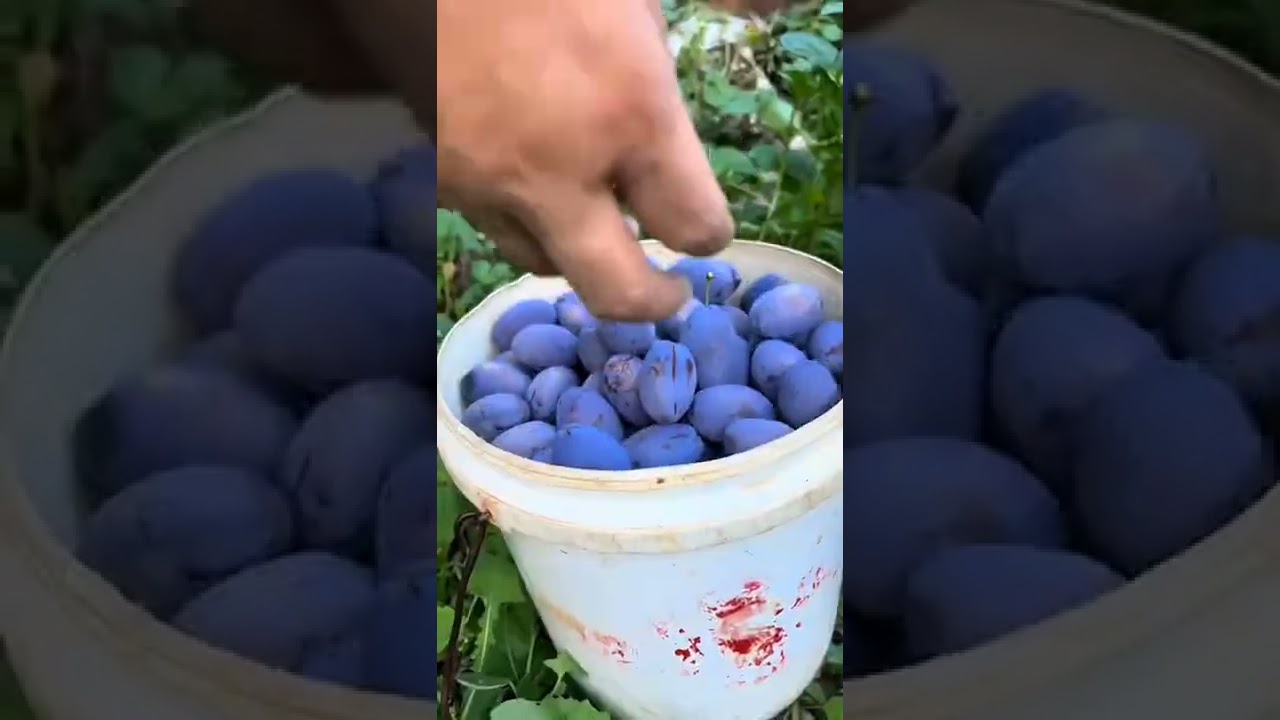 Italian prune plum trees 