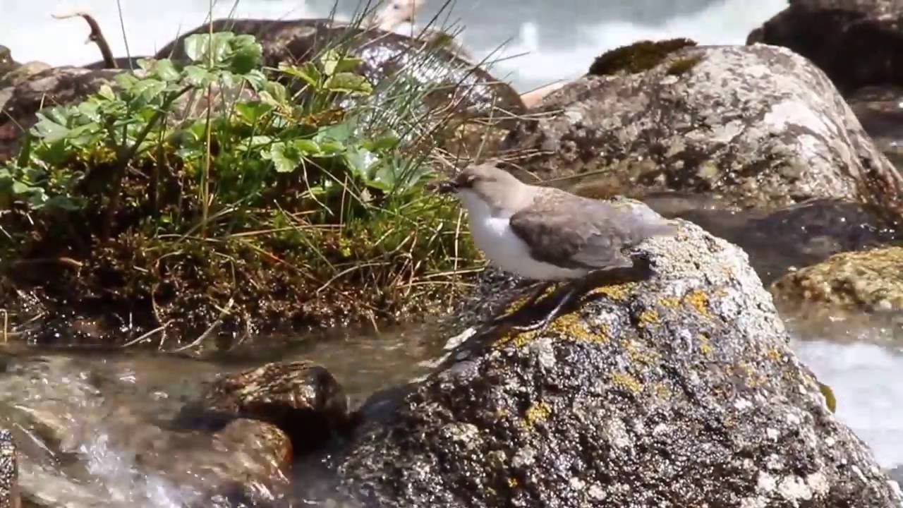 White-throated dipper / Оляпка / Cinclus cinclus