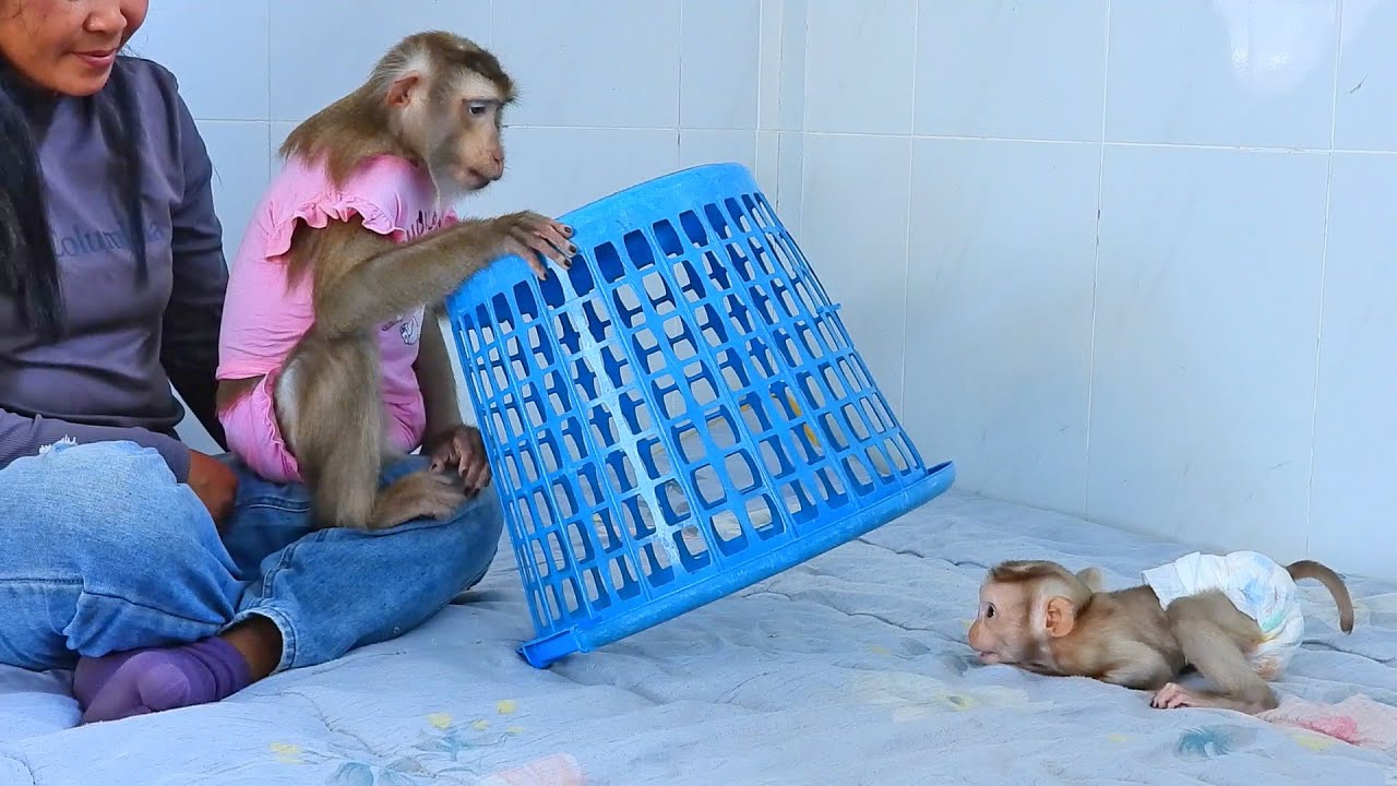 Mommy Luna Waiting Baby Luka Play Inside The Basket