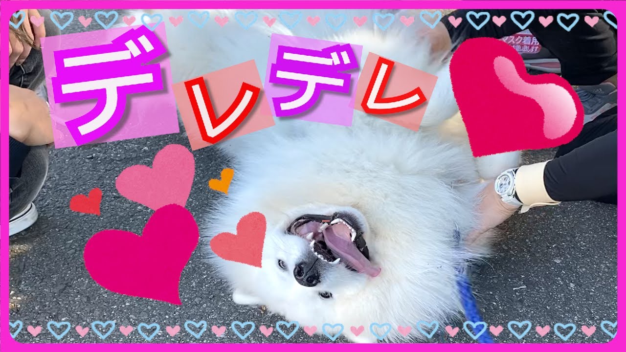 【サモエド犬】モテモテくうた💕🐧