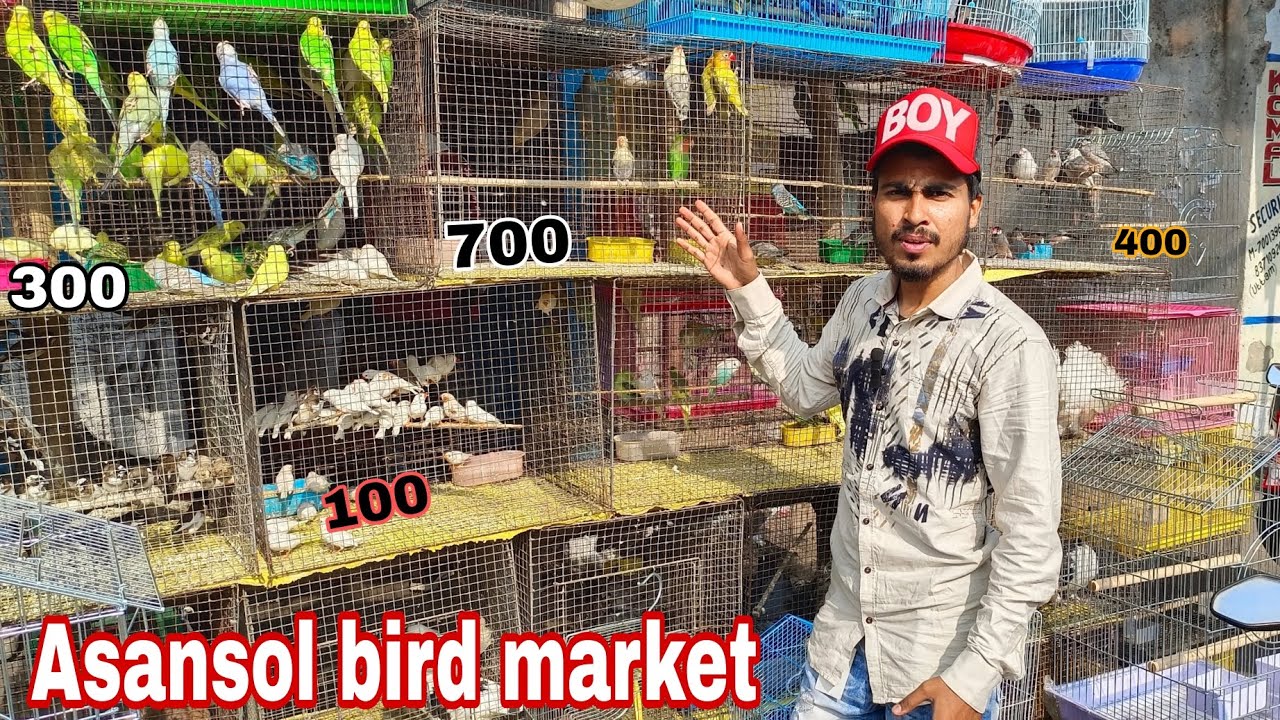 Asansol bird market/cheapest birds market/Asansol cheapest bird shop