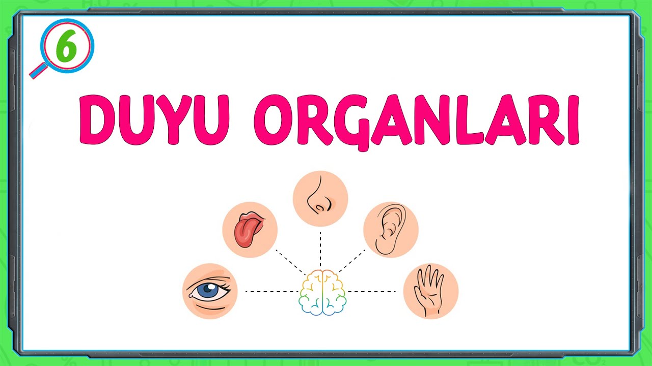 DUYU ORGANLARI \ 6.Sınıf \ Fen Bilimleri