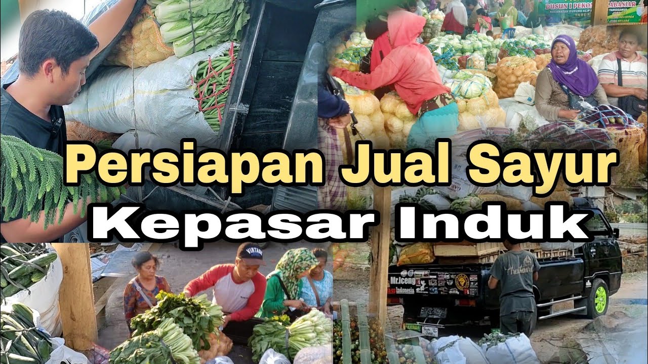 Persiapan Jual Sayur Ke Pasar Induk, Peluang Usaha